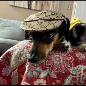 gucci dog hat